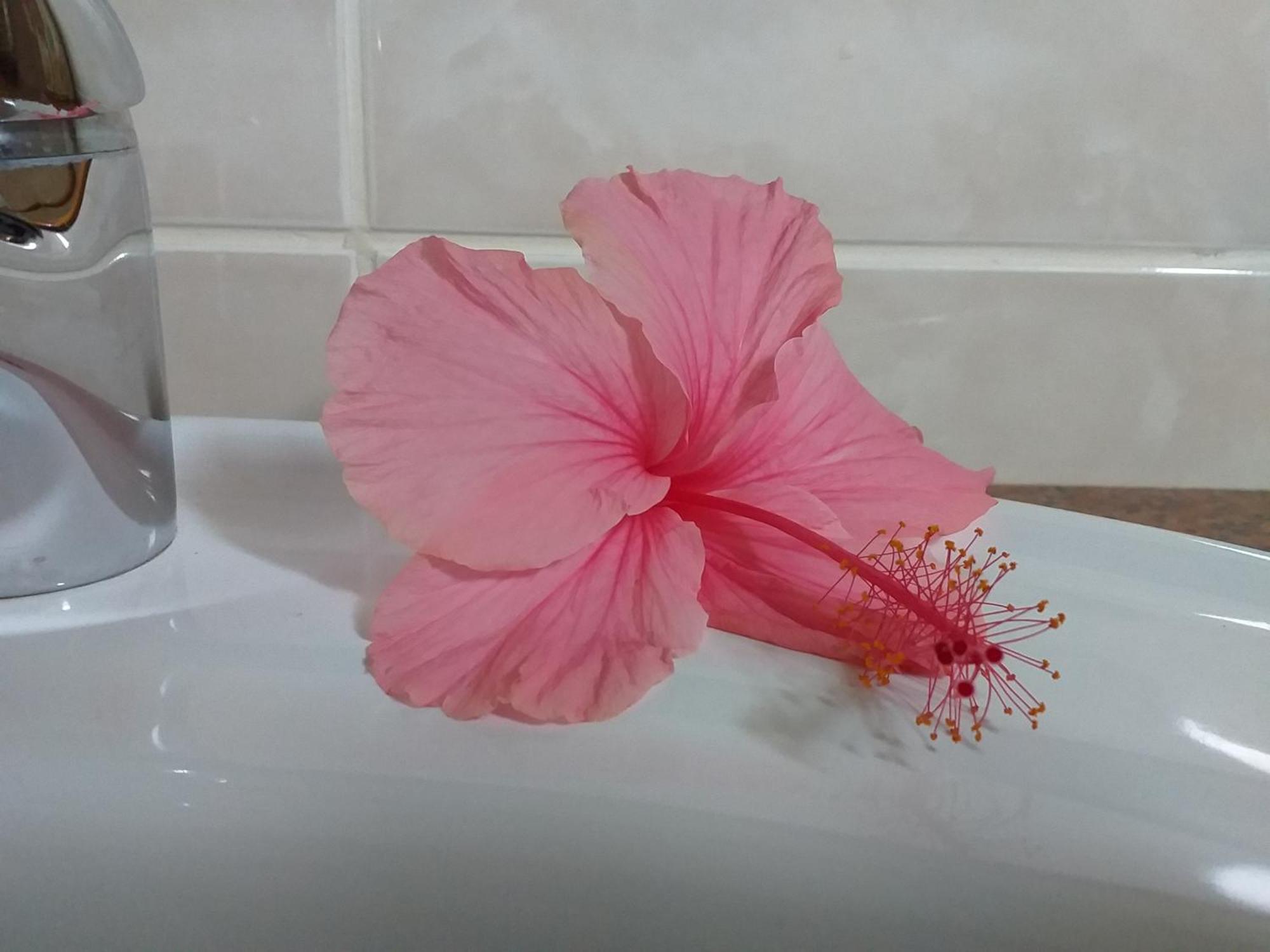 לה דיג Pension Hibiscus מראה חיצוני תמונה