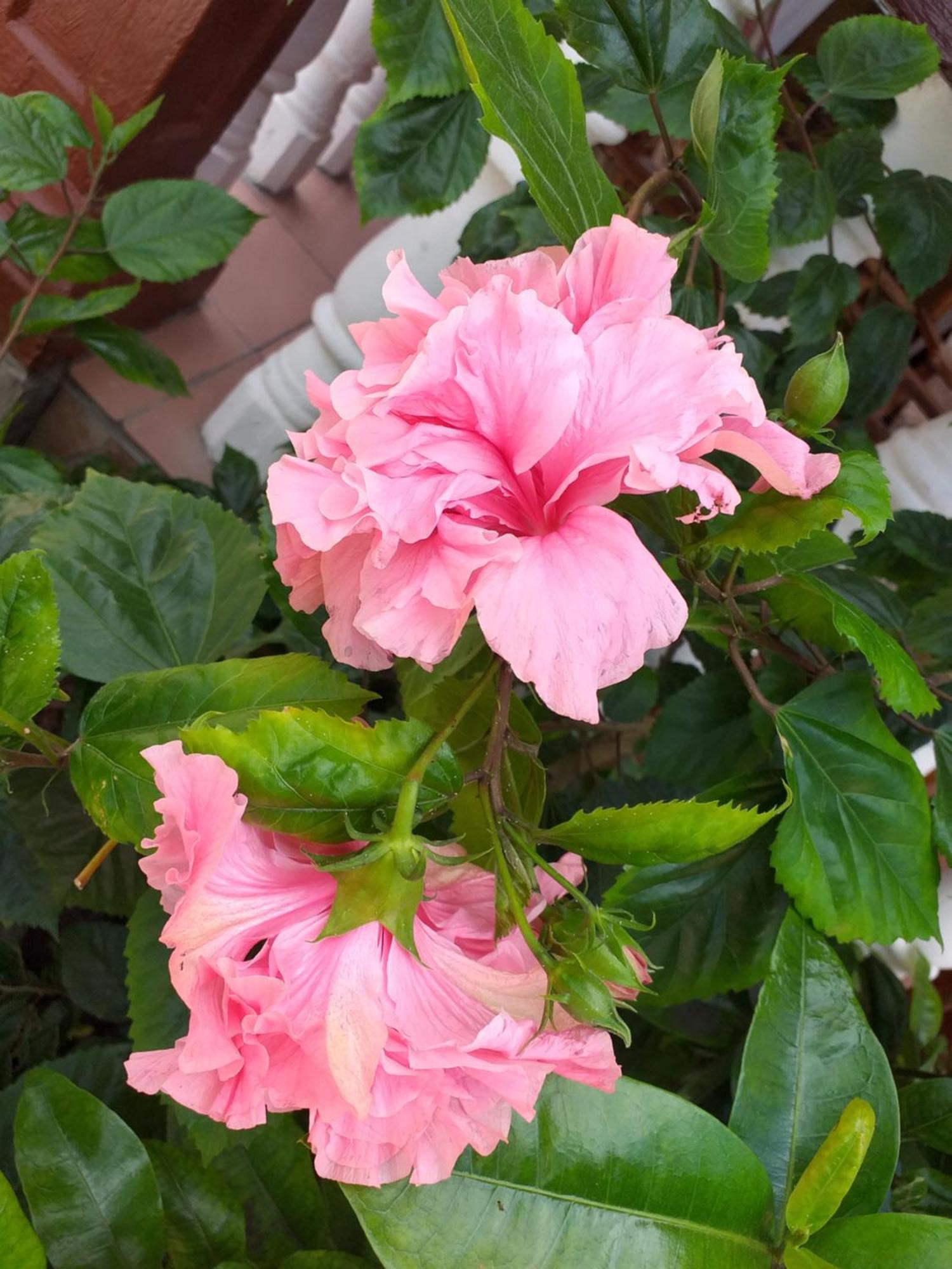 לה דיג Pension Hibiscus מראה חיצוני תמונה