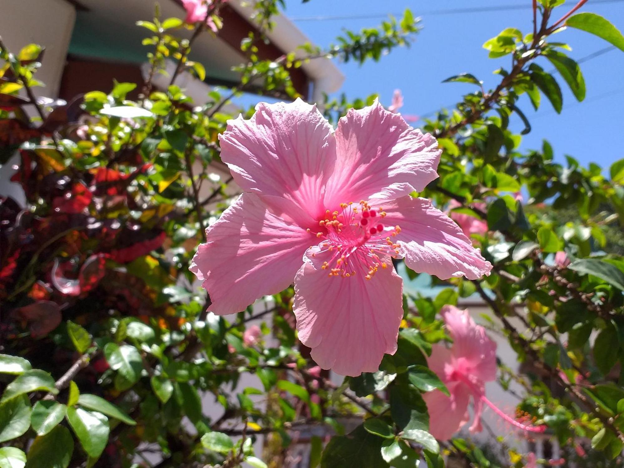 לה דיג Pension Hibiscus מראה חיצוני תמונה